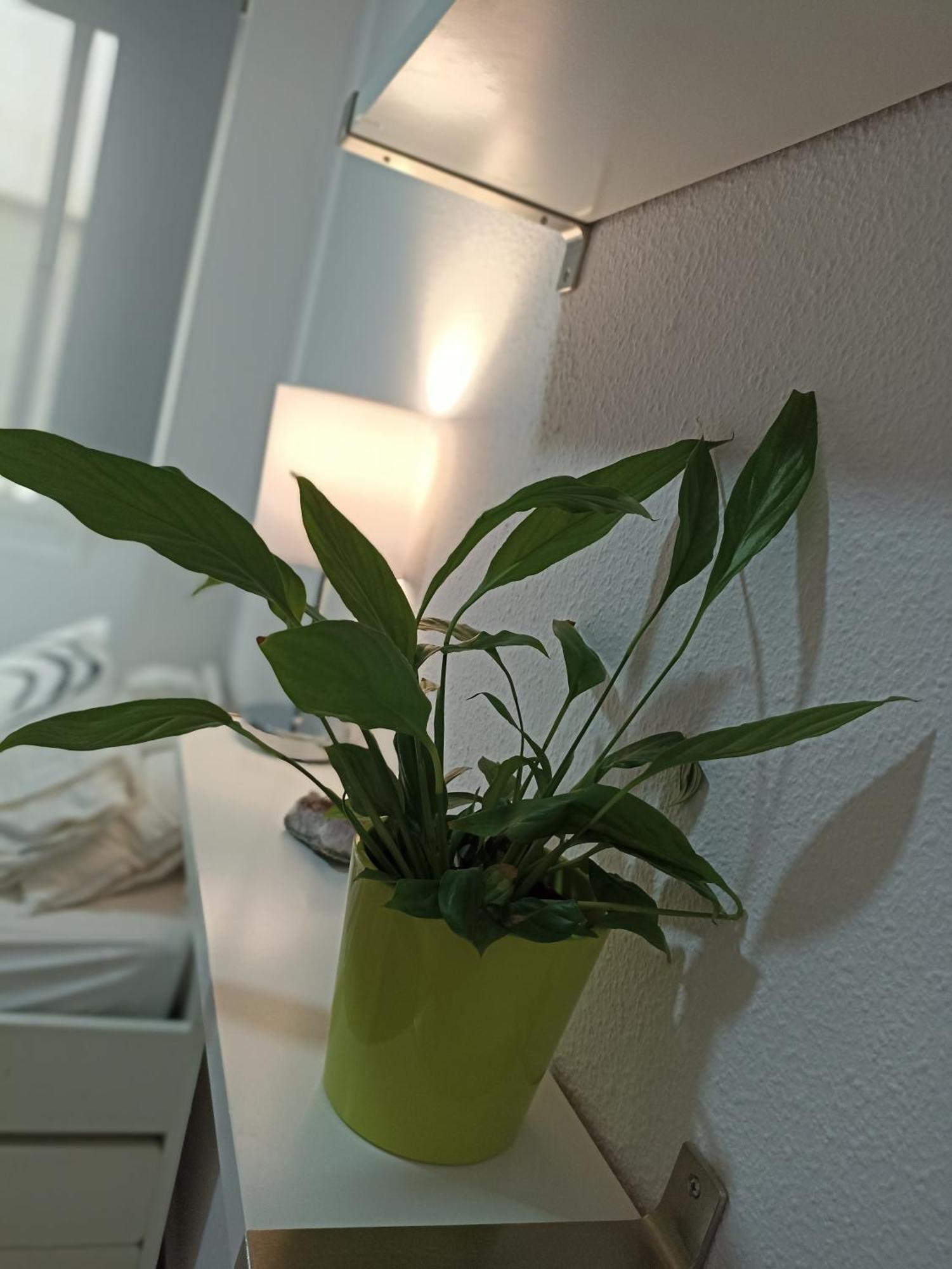Confortable Habitacion Centrica En Piso Privado Apartman Málaga Kültér fotó